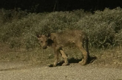 Τσακάλι στη Θέρμη