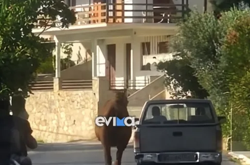 alogo evia