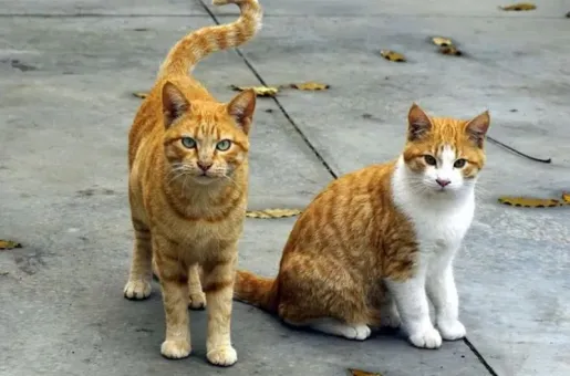 gata
