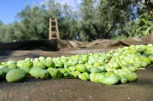 Πράσινη ελιά Χαλκιδικής