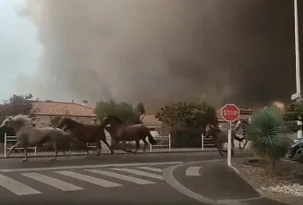 Άλογα τρέχουν εν μέσω πυρκαγιάς στη Γαλλία