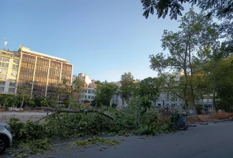 πτώση δέντρου πλατεία ελευθερίας