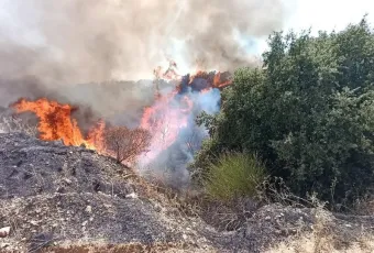 Fotia Pyrkagia