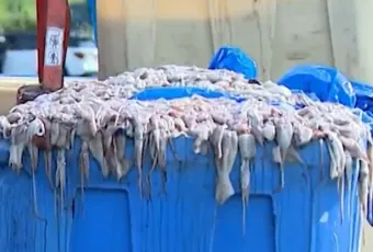 Τόνοι από καλαμάρια χύθηκαν στο δρόμο στις ΗΠΑ
