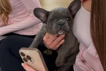 yoga puppy