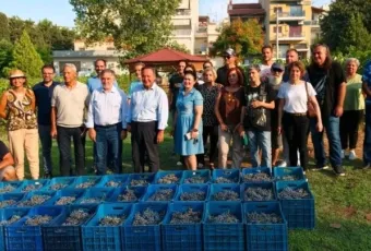 Trygos astikos ampelonas