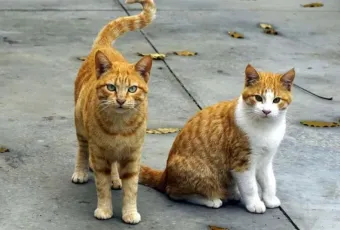 gata