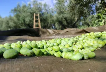 Πράσινη ελιά Χαλκιδικής